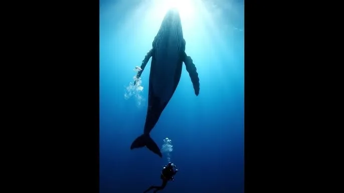 青柠影院手机免费观看 - 深蓝星球：探索海洋深处的未知世界